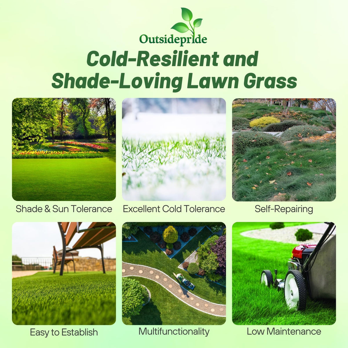 Outsidepride Creeping Red Fescue seed close-up shows soft blades for family-friendly lawns.