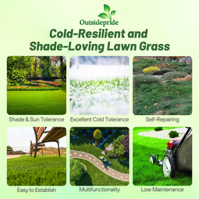 Outsidepride Creeping Red Fescue seed close-up shows soft blades for family-friendly lawns.