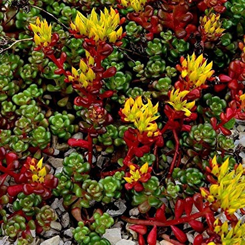 Outsidepride Oregnum Sedum works well in containers for patios