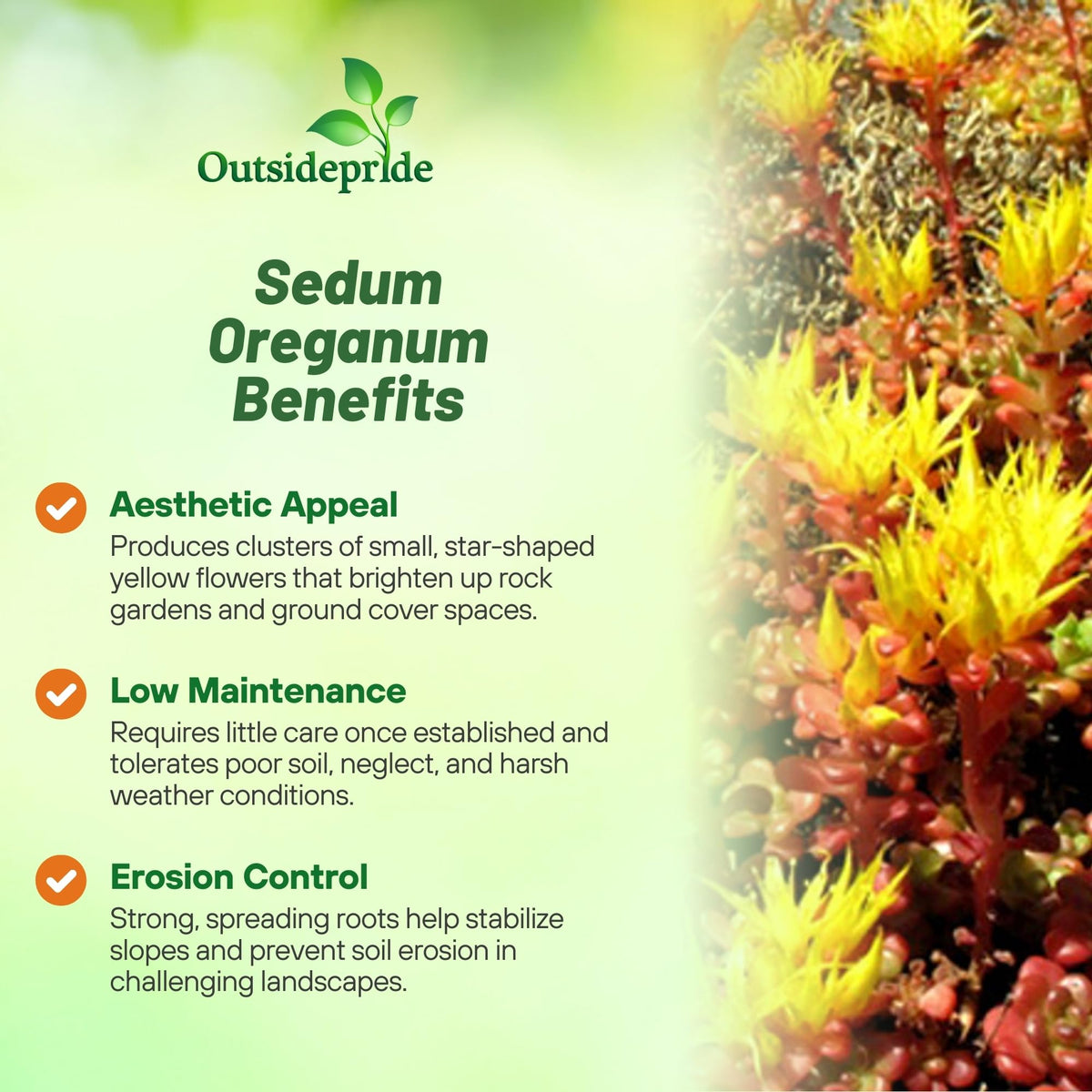 Outsidepride Oregnum Sedum thrives in full sun with low water needs