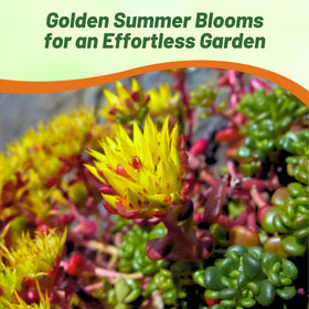 Outsidepride Oregnum Sedum supports rock garden borders with dense coverage