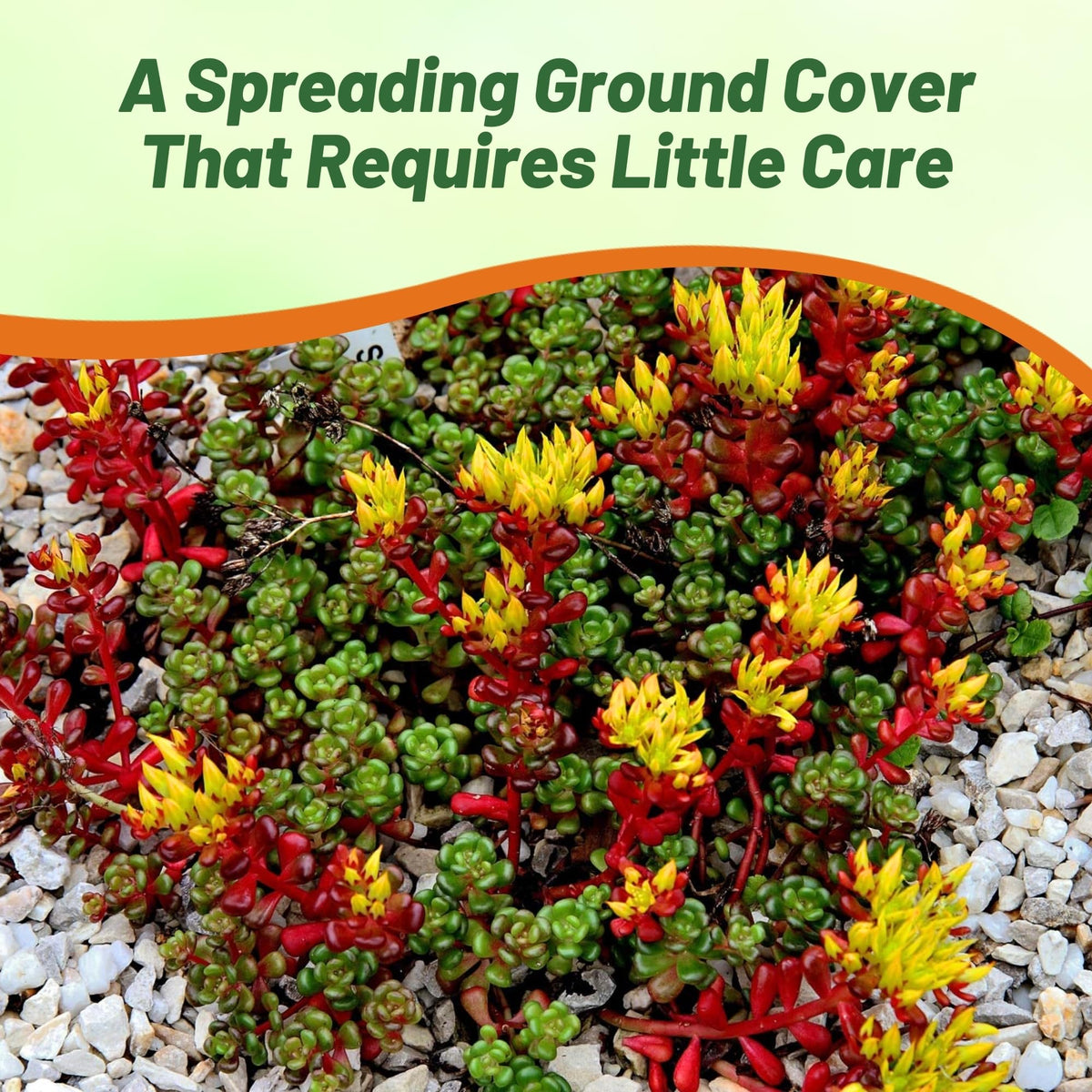 Outsidepride Oregnum Sedum produces yellow blooms that attract pollinators