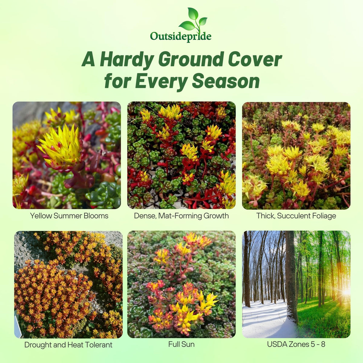 Outsidepride Oregnum Sedum seeds form a resilient young mat with minimal care
