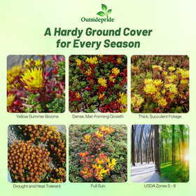 Outsidepride Oregnum Sedum seeds form a resilient young mat with minimal care