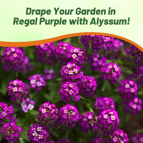 Pollinators attracted to Oriental Nights Alyssum blooms in a yard