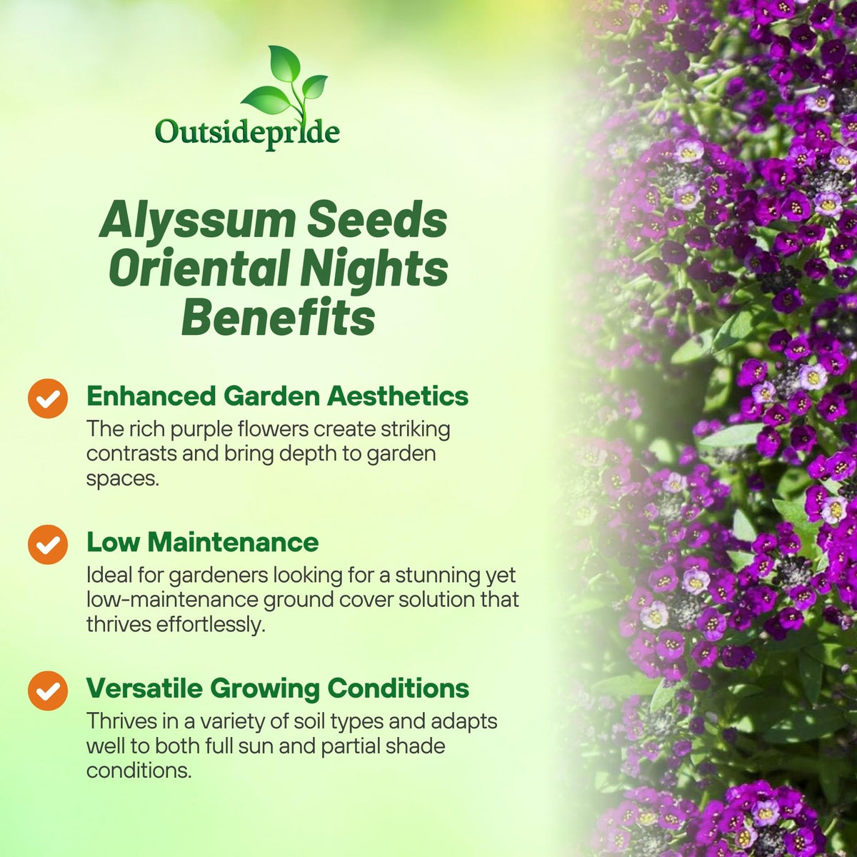 Outsidepride Oriental Nights Alyssum seedling emerging for early color
