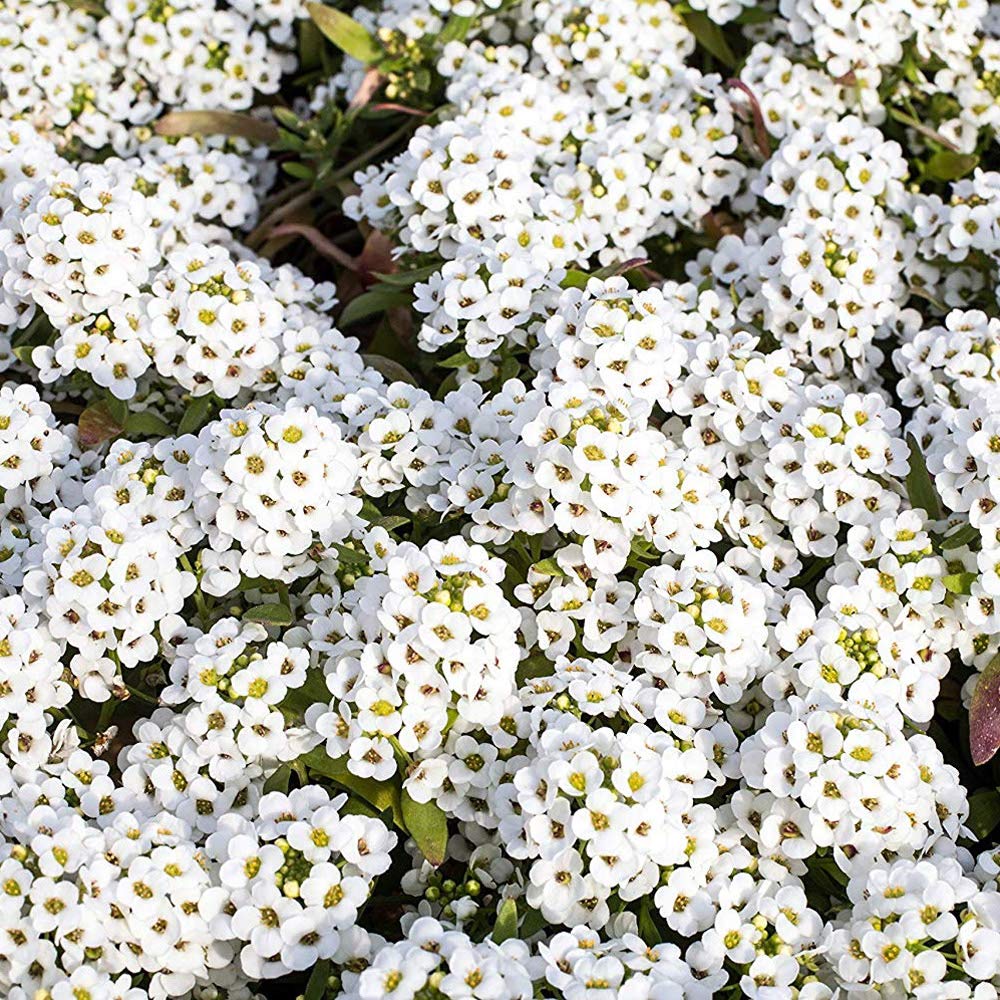 Outsidepride perennial alyssum garden bed display with white blooms