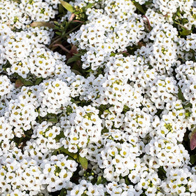 Outsidepride perennial alyssum garden bed display with white blooms