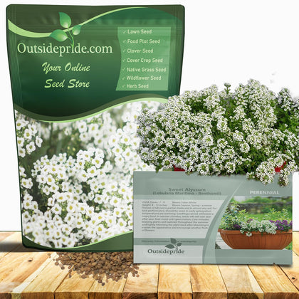 Outsidepride perennial sweet alyssum ground-cover with fragrant white blooms enhancing a border