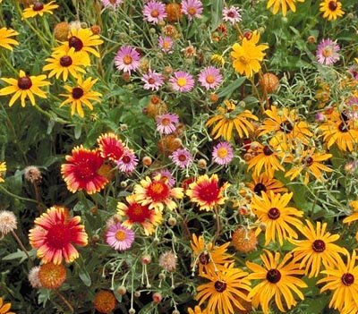 Outsidepride perennial wildflower seed mix 5lbs for a vibrant pollinator-friendly garden bed.