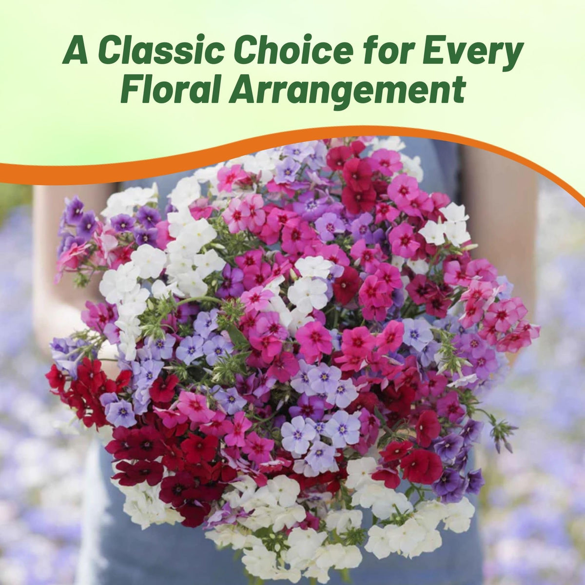 Outsidepride Mix Phlox provides colorful borders and container displays.