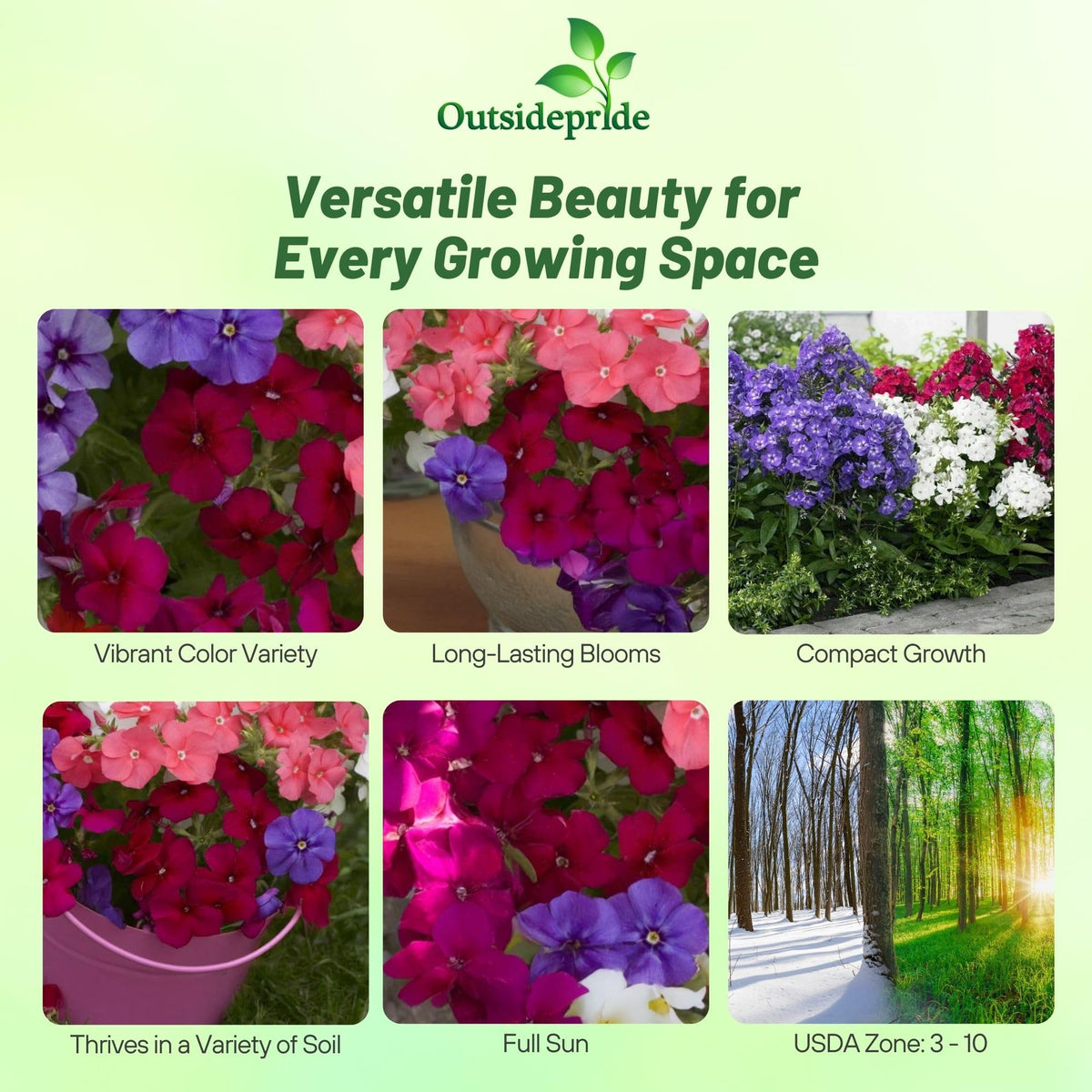 Outsidepride Mix Phlox grows compact 10-inch plants ideal for containers.