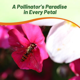 Outsidepride Mix Phlox performs well in full sun to partial shade.
