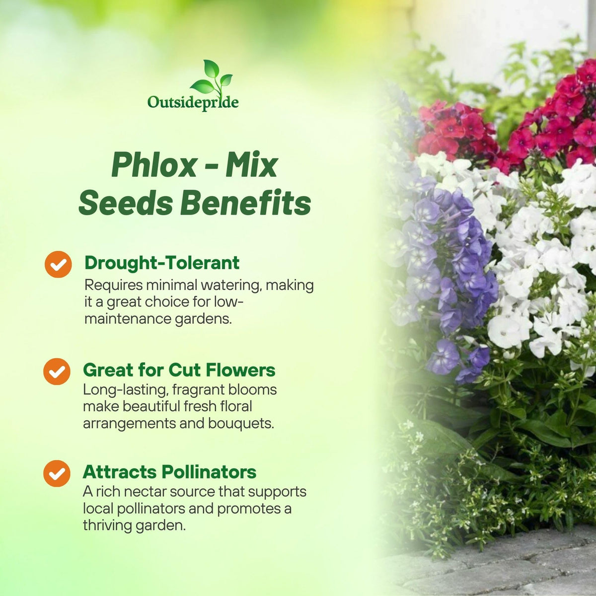 Outsidepride Mix Phlox is self-seeding for continued color year after year.