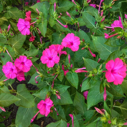 Outsidepride pink four o'clock seeds bloom with fragrance and color in garden beds