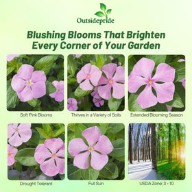 Outsidepride pink periwinkle seeds sowing guide for early blooms indoors.