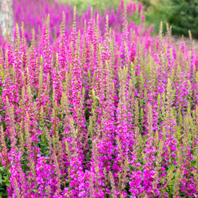 Outsidepride Pink Sunday Salvia deer-resistant planting in landscape beds.
