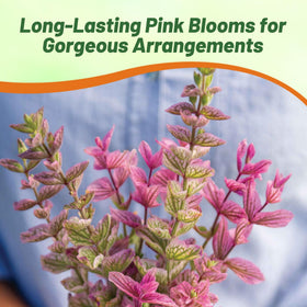 Outsidepride Pink Sunday Salvia tall, compact flower stalks add vertical interest.