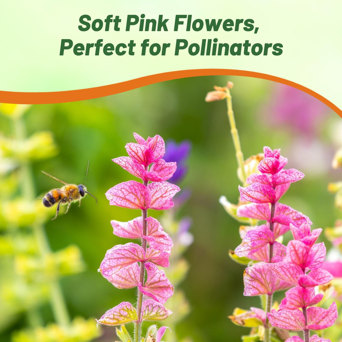 Outsidepride Pink Sunday Salvia attracts bees and butterflies in a garden.