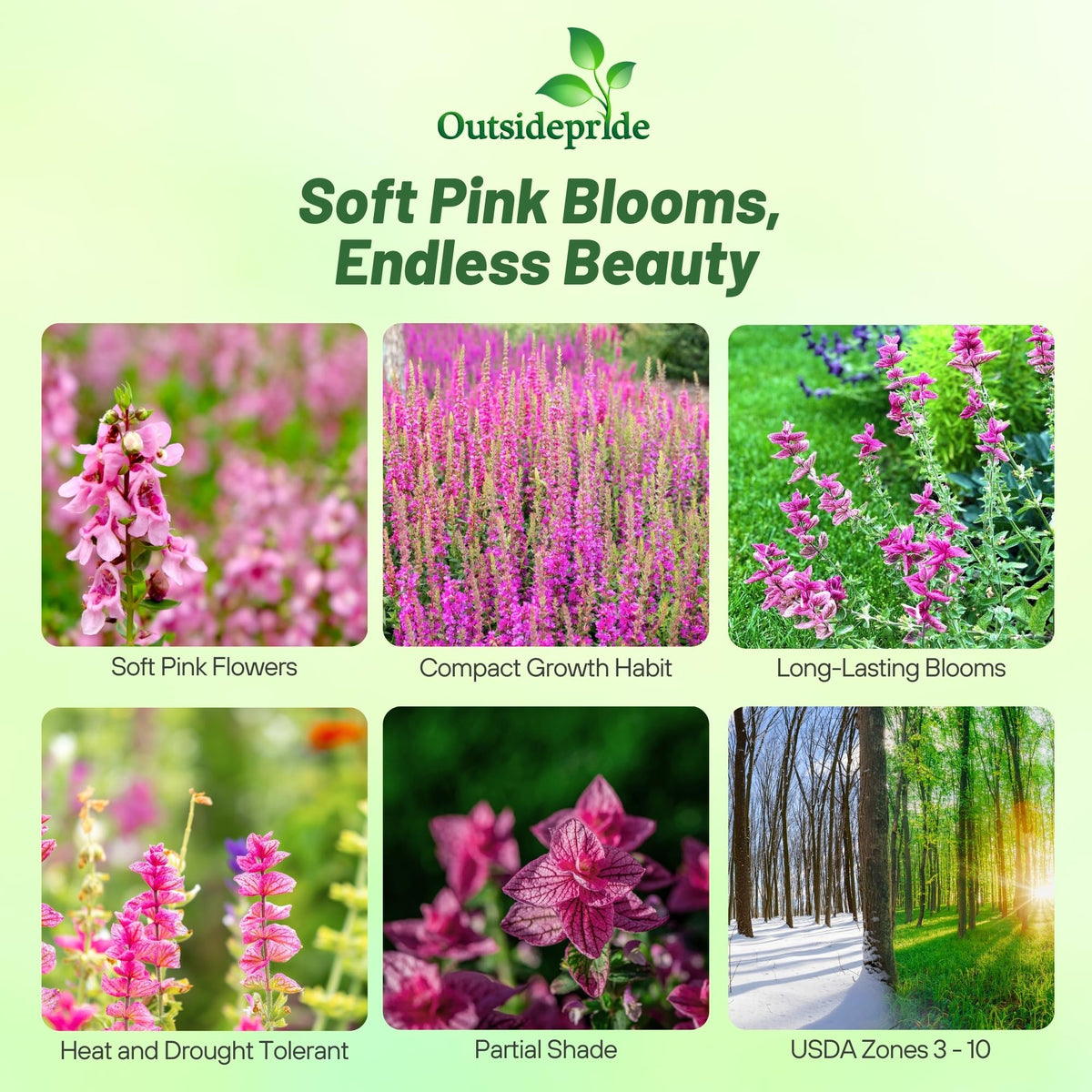 Outsidepride Pink Sunday Salvia close-up shows dense pink flower spikes for borders.
