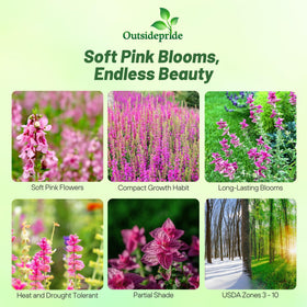 Outsidepride Pink Sunday Salvia close-up shows dense pink flower spikes for borders.