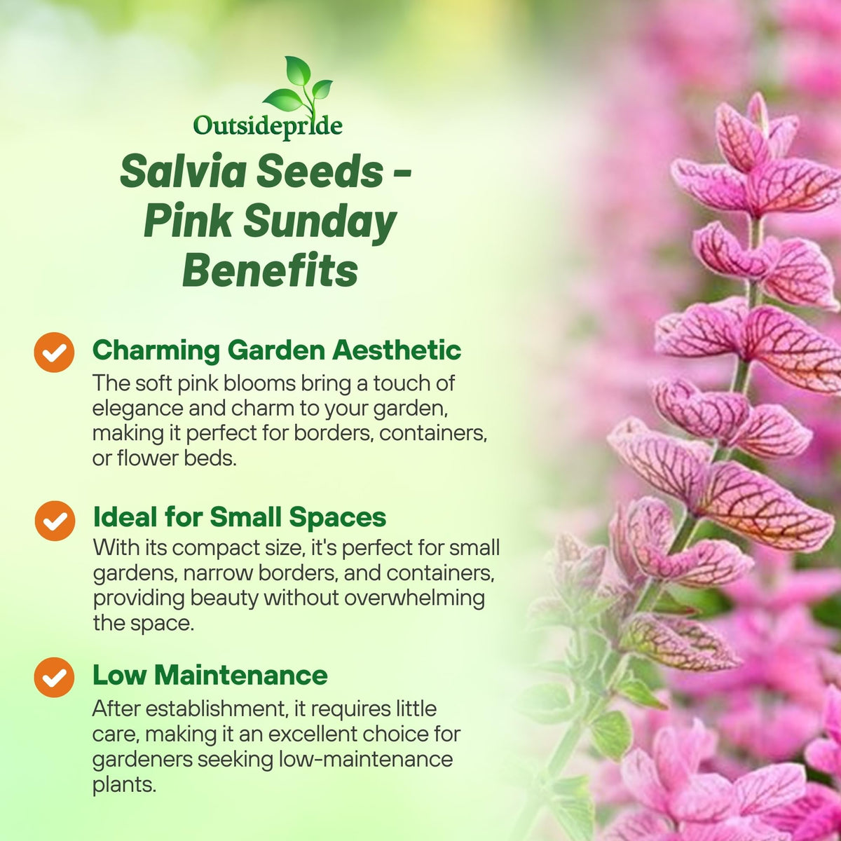 Outsidepride Pink Sunday Salvia seed pack ready for spring sowing in sunny areas.