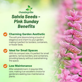 Outsidepride Pink Sunday Salvia seed pack ready for spring sowing in sunny areas.