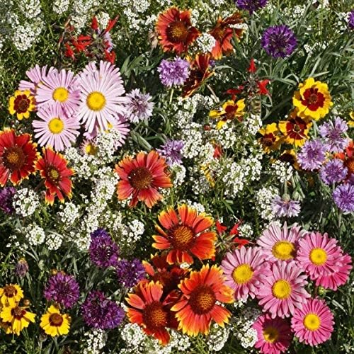 Outsidepride pollinator-friendly mix supports bees, birds, and butterflies