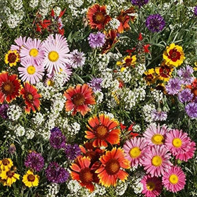 Outsidepride pollinator-friendly mix supports bees, birds, and butterflies