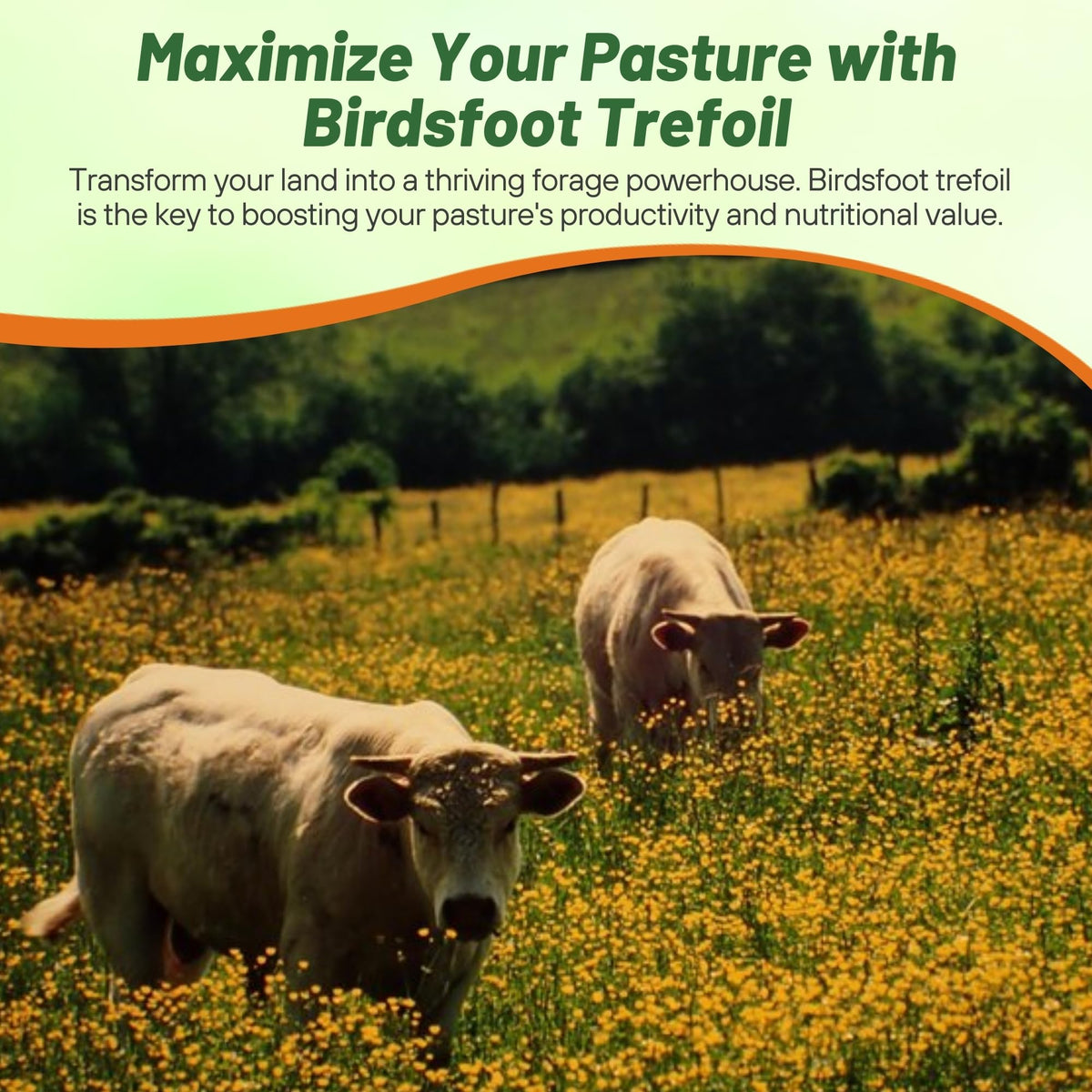 Outsidepride pollinator-friendly-seed-mix supports bees and butterflies.