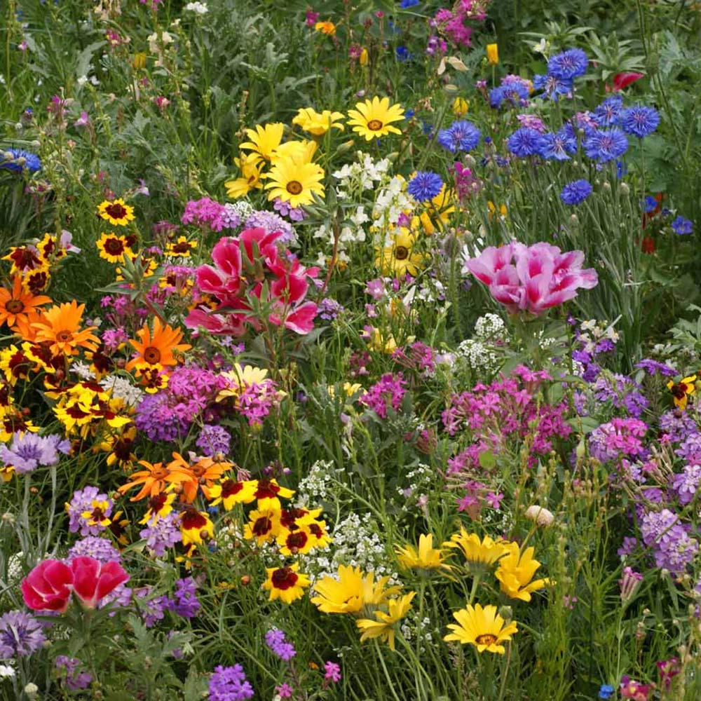 Outsidepride pollinator-friendly wildflowers attract bees and butterflies for biodiversity.