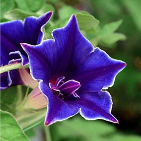 Outsidepride pollinators visiting morning glory for a lively garden ecosystem