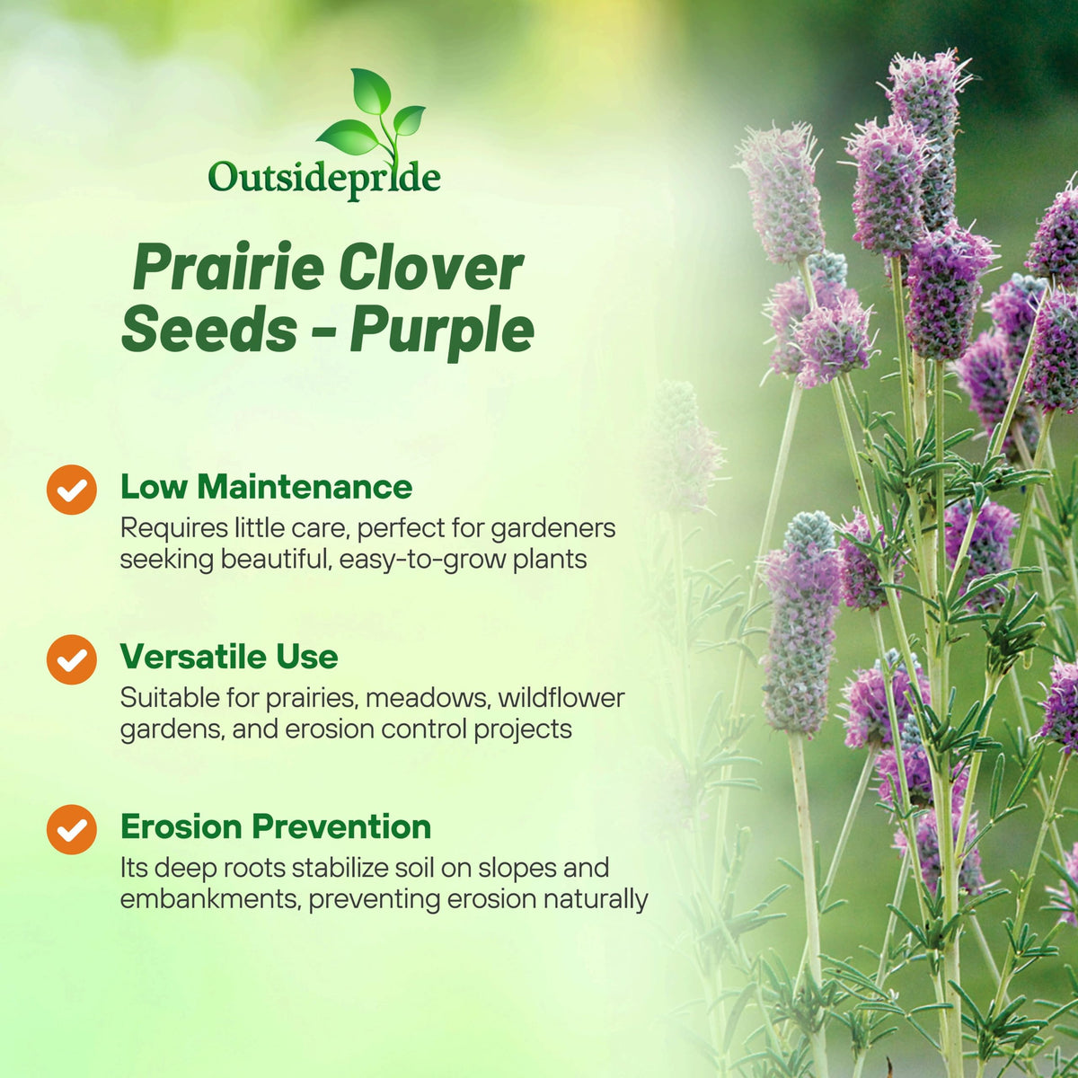 Outsidepride Purple Prairie Clover plant growth provides durable ground cover and improves soil health.