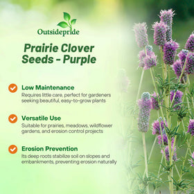 Outsidepride Purple Prairie Clover plant growth provides durable ground cover and improves soil health.