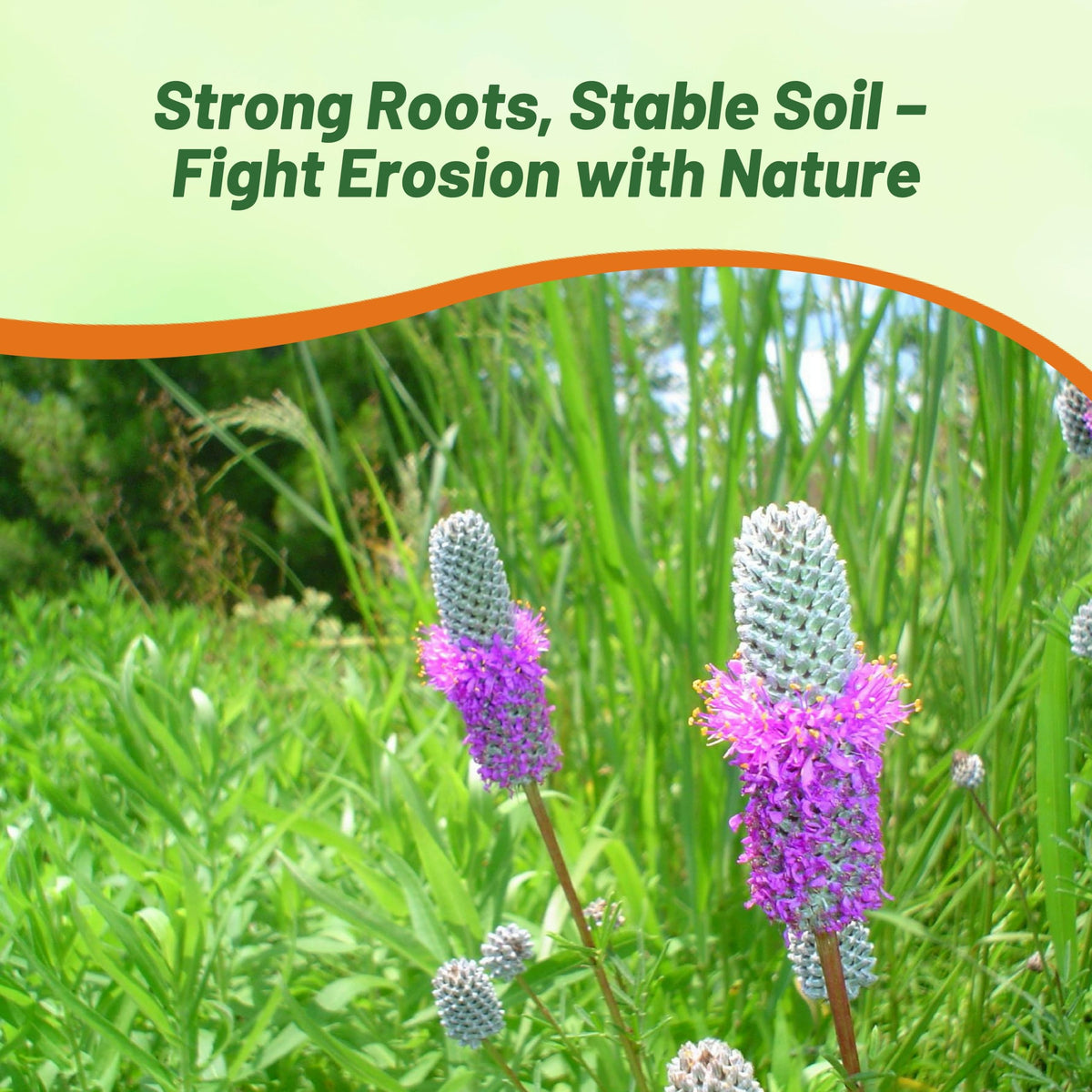 Outsidepride Purple Prairie Clover pollinator magnet invites bees and butterflies to your garden.