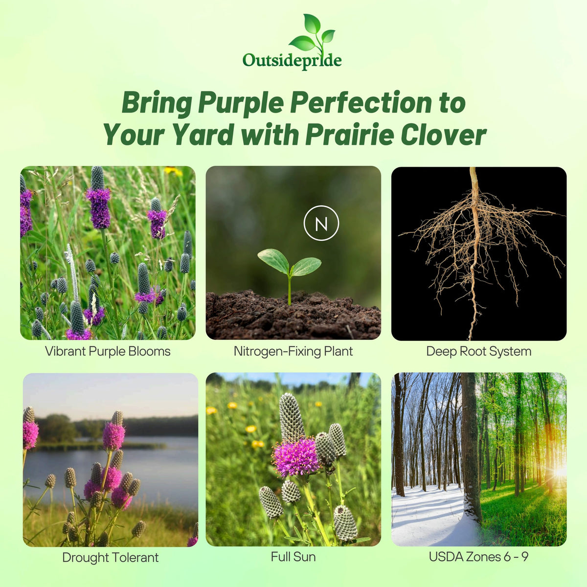 Outsidepride Purple Prairie Clover blooms on lavender spikes attracting pollinators.