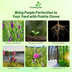 Outsidepride Purple Prairie Clover blooms on lavender spikes attracting pollinators.