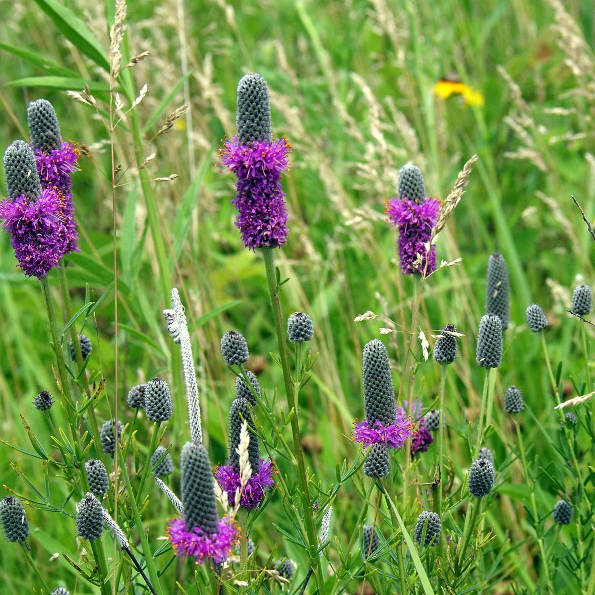 Meadow landscape featuring Outsidepride Purple Prairie Clover for wildlife habitats.