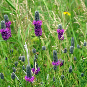 Meadow landscape featuring Outsidepride Purple Prairie Clover for wildlife habitats.