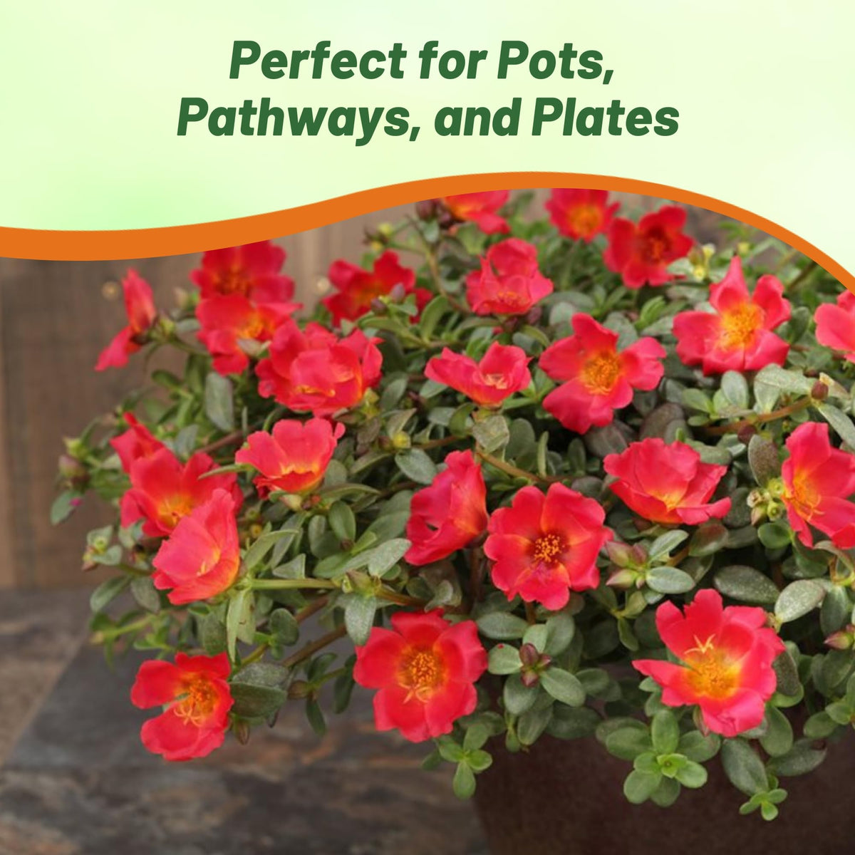 Outsidepride ground-cover purslane brightens spaces with easy maintenance