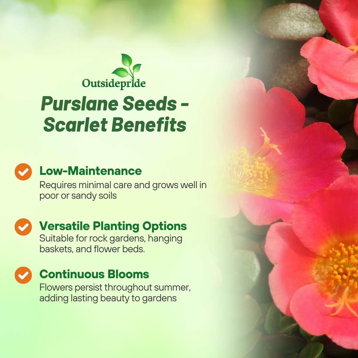 Outsidepride purslane leaves ideal for fresh salads and nutrient-rich meals