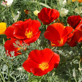 Outsidepride Red Chief California Poppies lining garden borders with bright color
