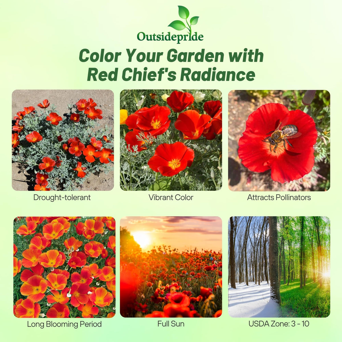 Outsidepride poppy flowers in a garden bed create a bold focal point