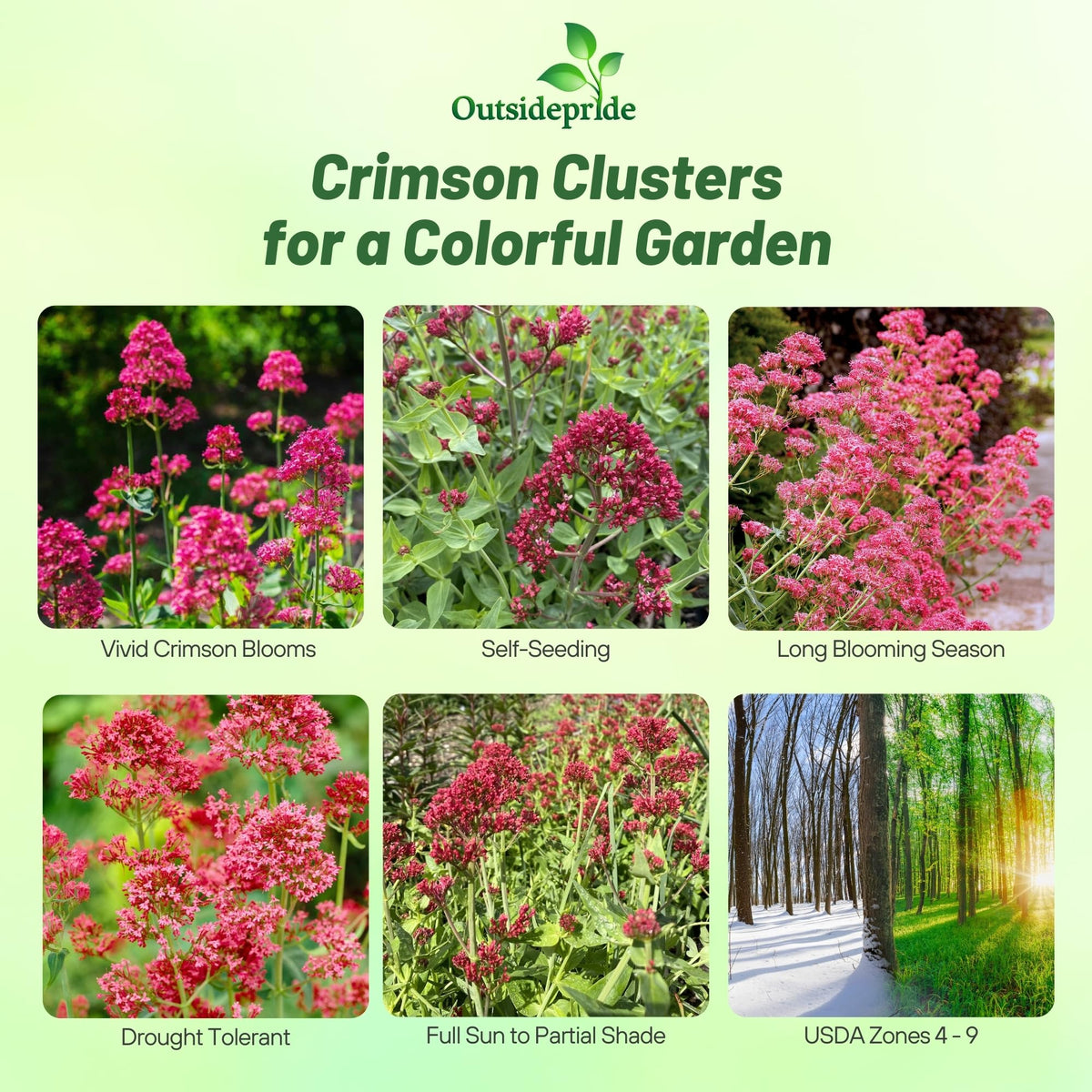 Outsidepride Red Jupiter's Beard blooms add color to borders and bouquets.