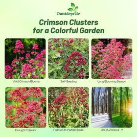 Outsidepride Red Jupiter's Beard blooms add color to borders and bouquets.