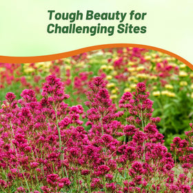 Outsidepride Red Jupiter's Beard stems provide sturdy, long-lasting cut flowers.