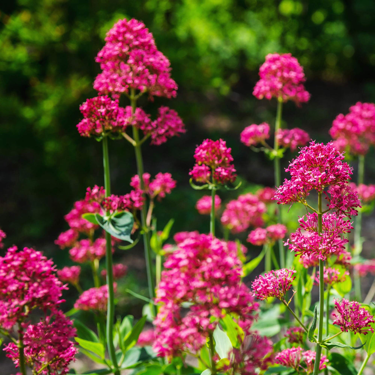 Outsidepride Red Jupiter's Beard seeds can be sown indoors or outdoors with easy care.