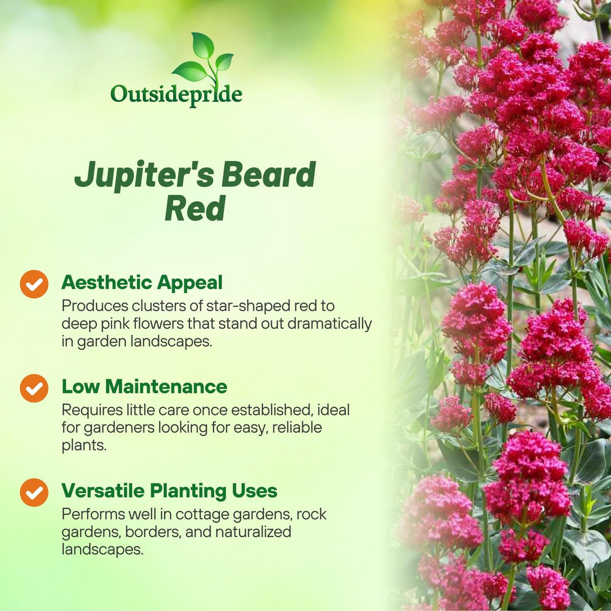 Outsidepride Red Jupiter's Beard in a pollinator garden supports bees and butterflies.