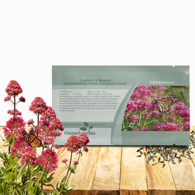 Outsidepride Red Jupiter's Beard seed pack shows vibrant red blooms for pollinators.
