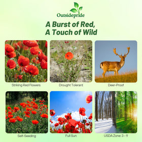 Outsidepride Red Poppy Seeds bloom close-up showing vivid crimson color.